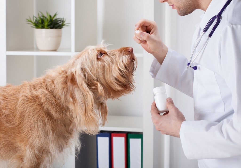 Veterinarian dispensing prescription medication for a dog