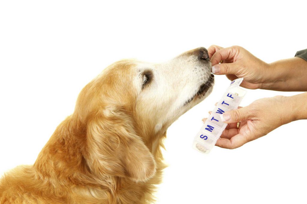 Golden retriever with a monthly preventative medication schedule