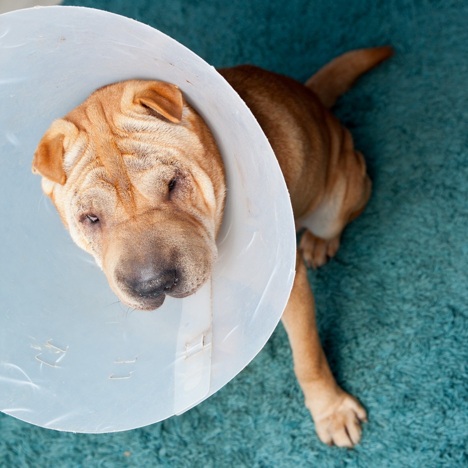 Dog resting in a recovery collar after surgery