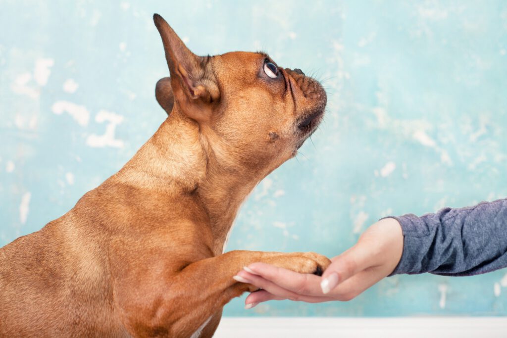 Dog responding to training with a treat