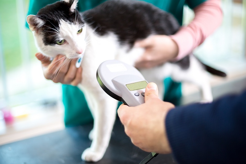 Cat being scanned with a handheld microchip reader