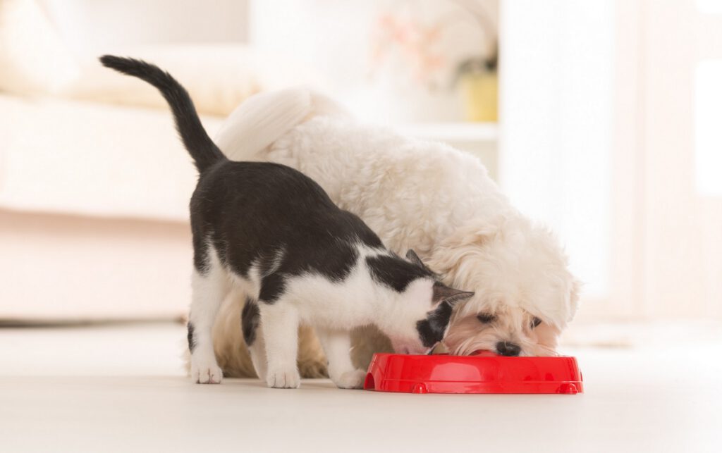 Dog and cat eating together from their bowls